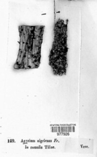 Platygloea nigricans image
